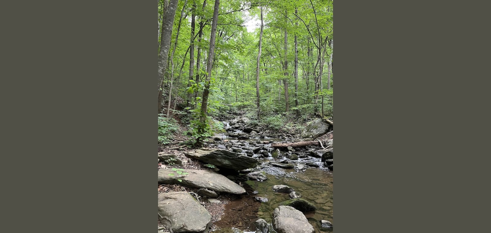 Pauls Creek Trail in Wintergreen — image 1