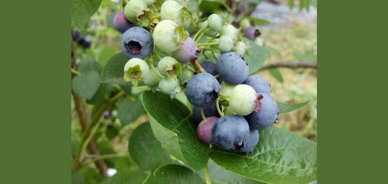 Hobbit Hill Farm — image 1
