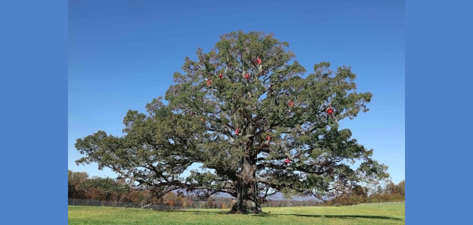 Van Yahres Tree Company — image 1