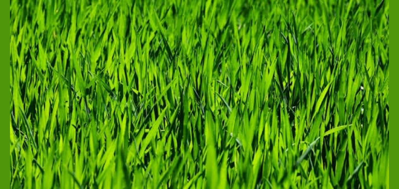 Eastside Landscaping, LLC — image 1