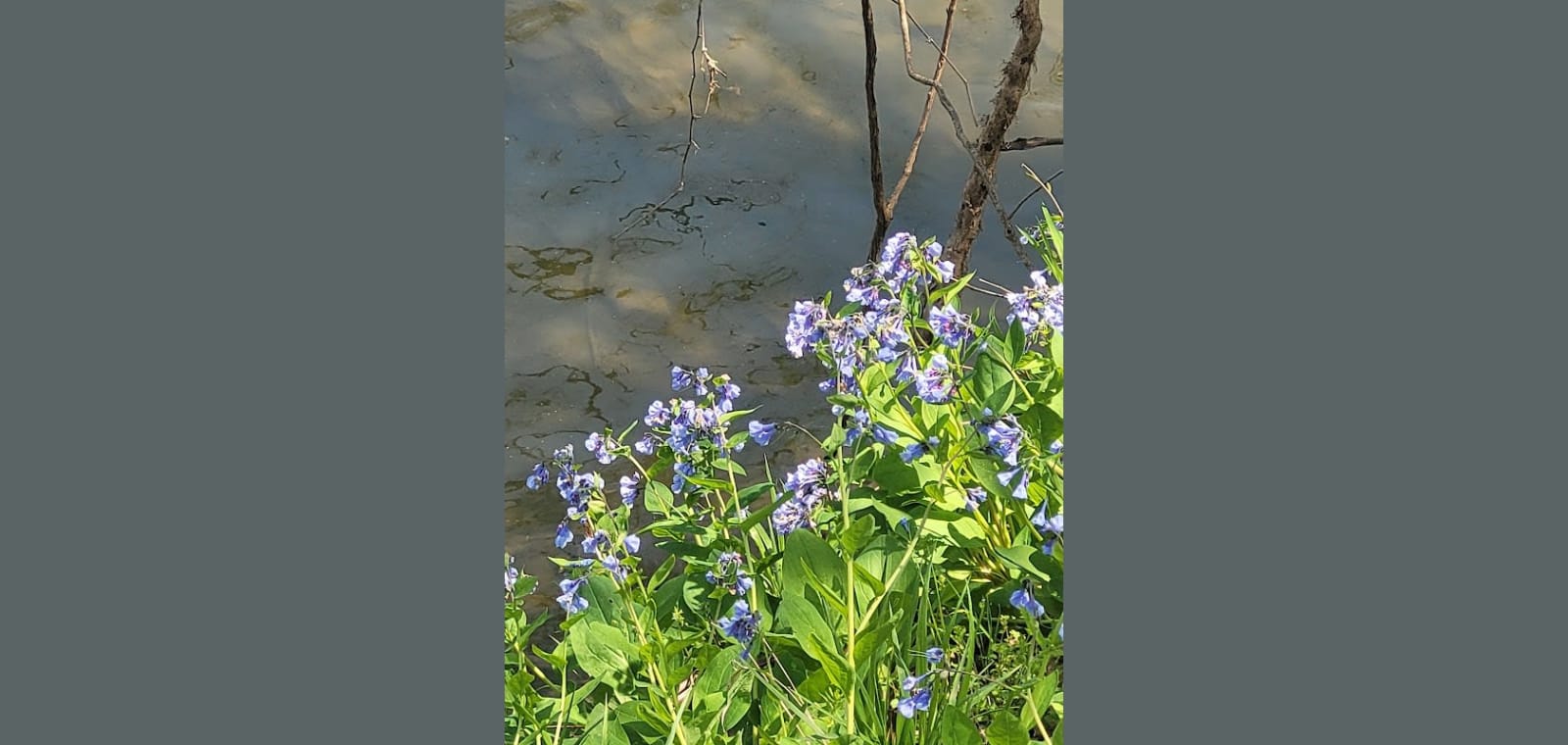 River Lily Counseling Inc — image 1
