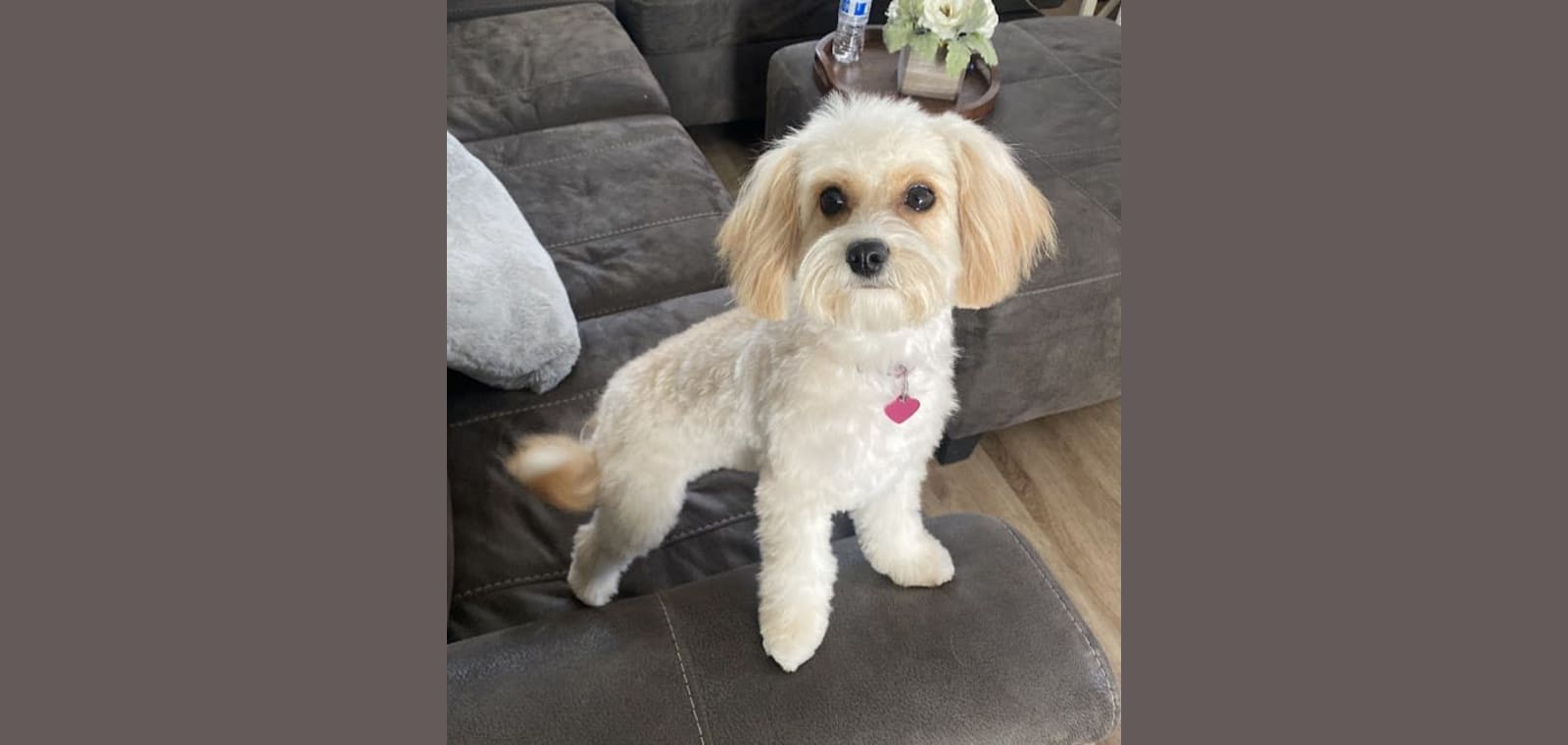 Pet Paradise — image 1