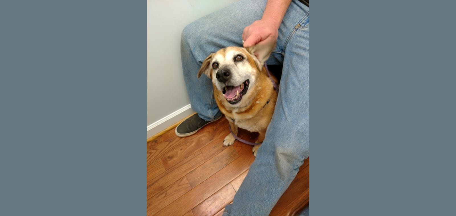 Lovingston Veterinary Hospital — image 1
