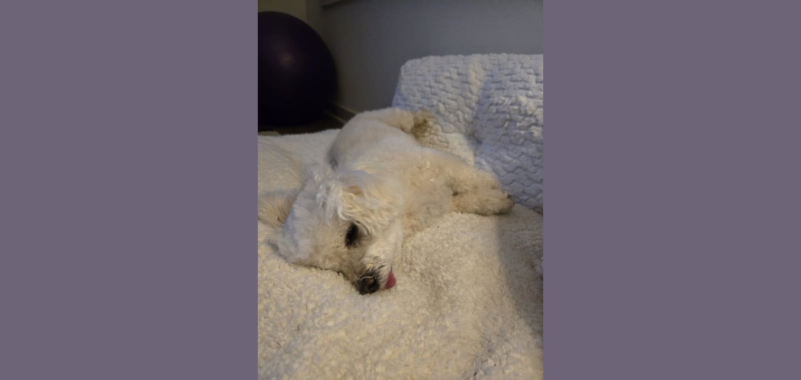 PetSmart Grooming — image 1