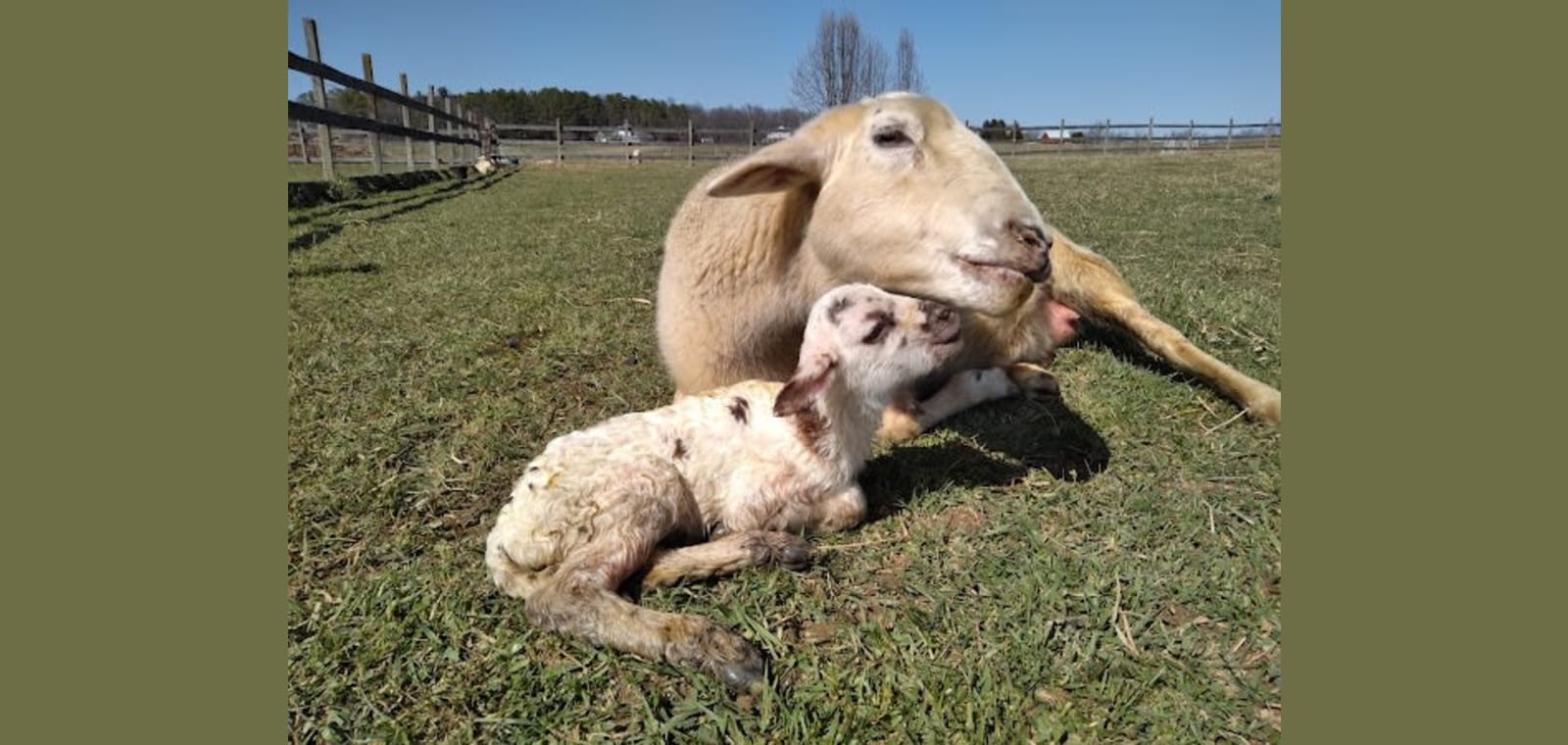 Valley Herd Health, LLC — image 1