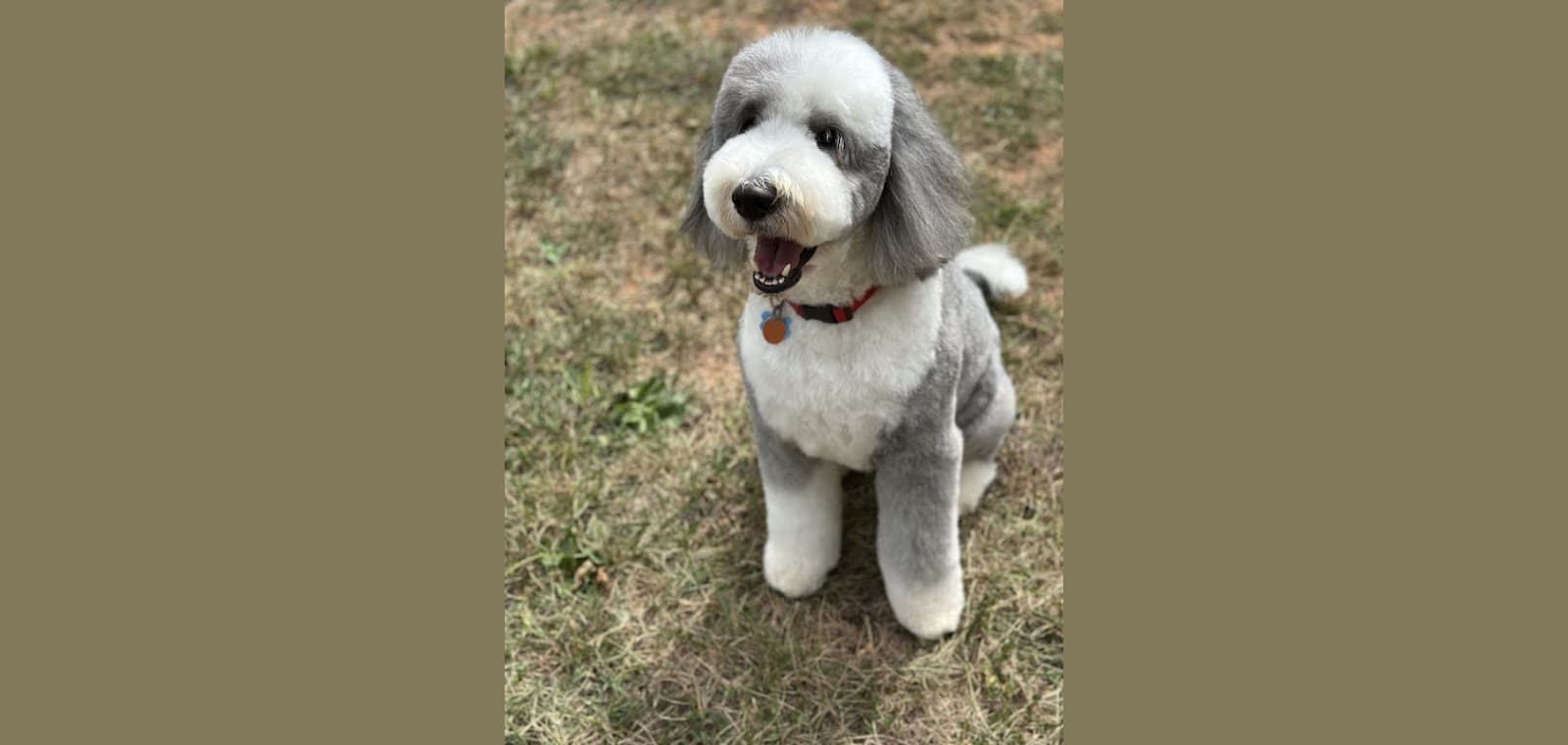 Countryside Pet Grooming — image 1