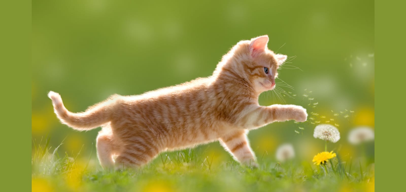 Miller, Lisa G, Dvm - Augusta Valley Animal Hospital — image 1