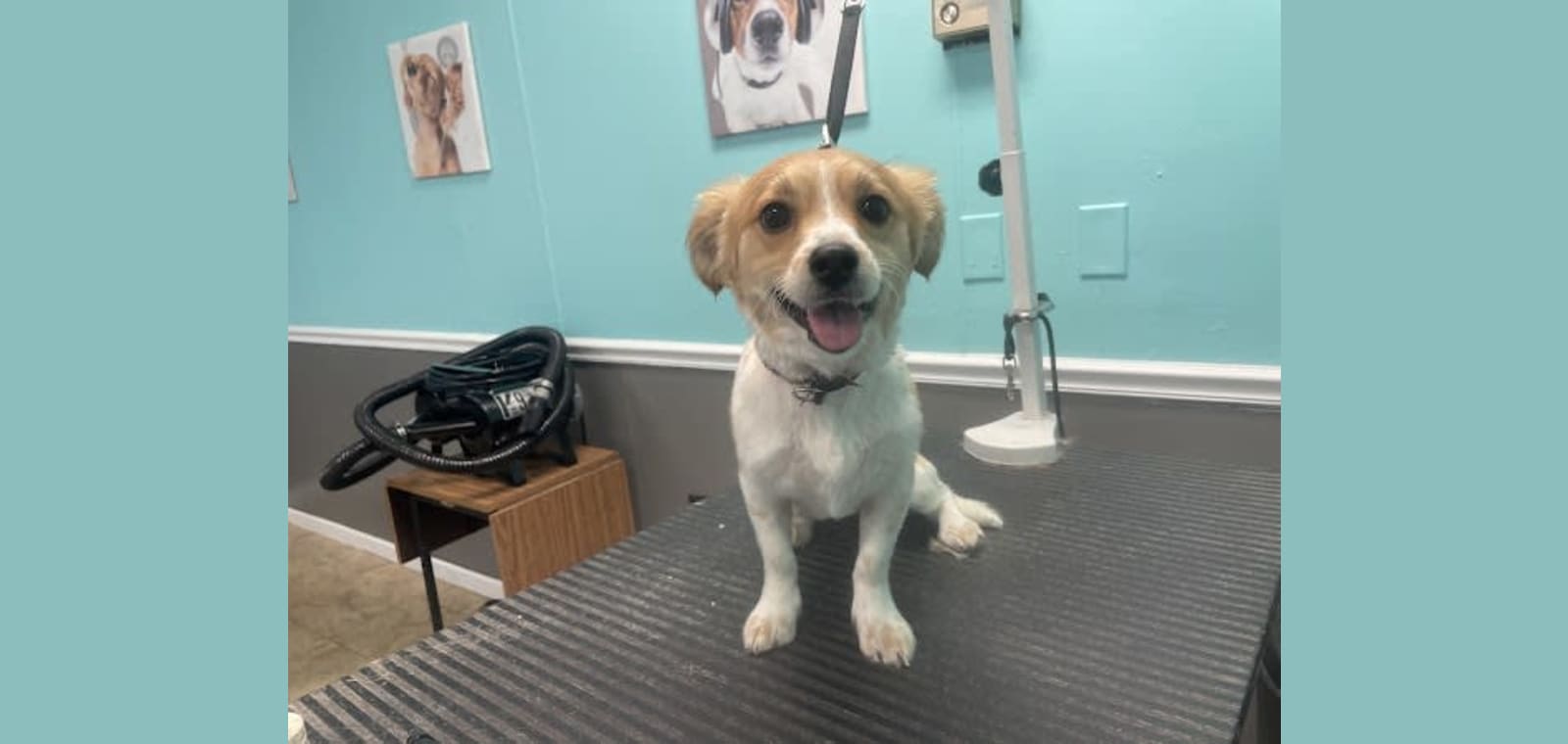 Canine Designs Grooming Salon, LLC — image 1