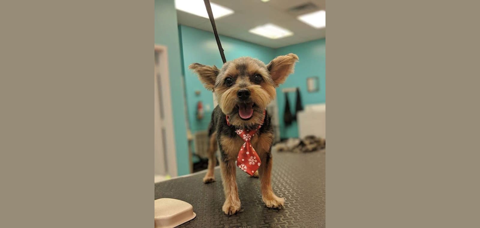 Shaggy to Chic Grooms llc — image 1