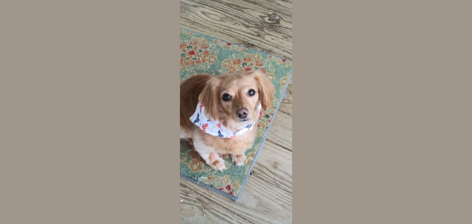 VIP Groomers Inc — image 1