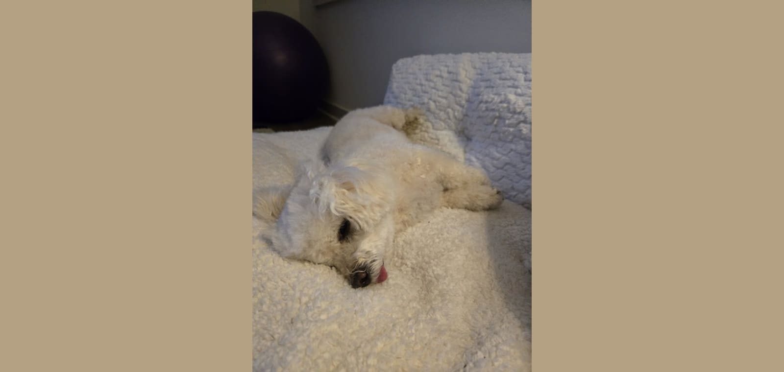 PetSmart Grooming — image 1