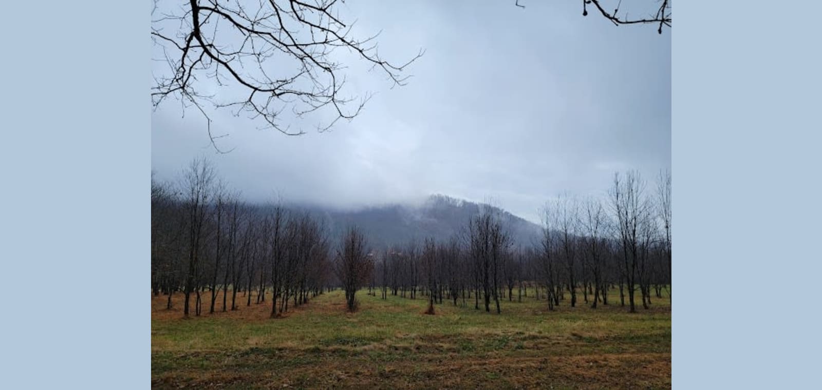 Lesesne State Forest — image 1