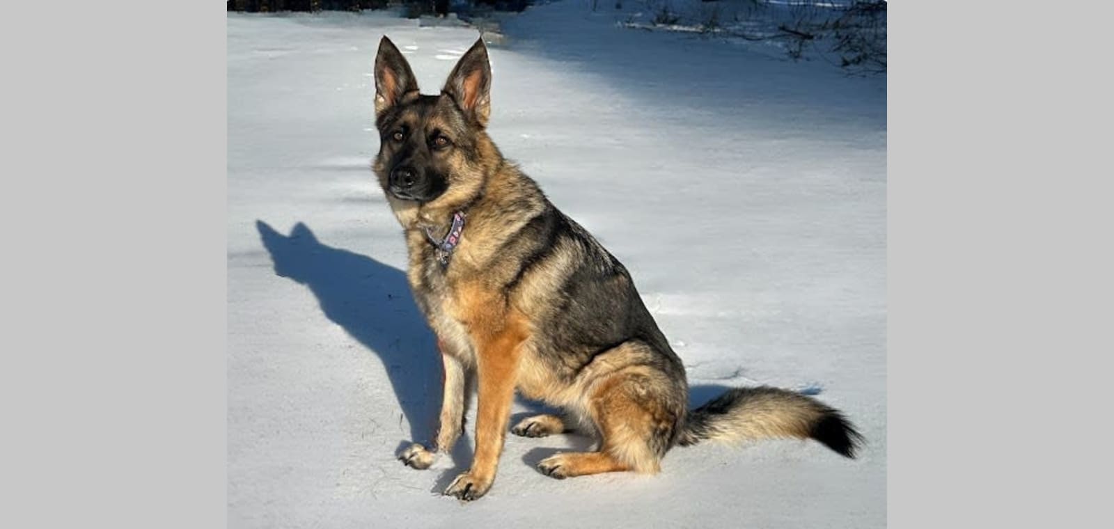 Walnut Grove Pet Resort — image 1