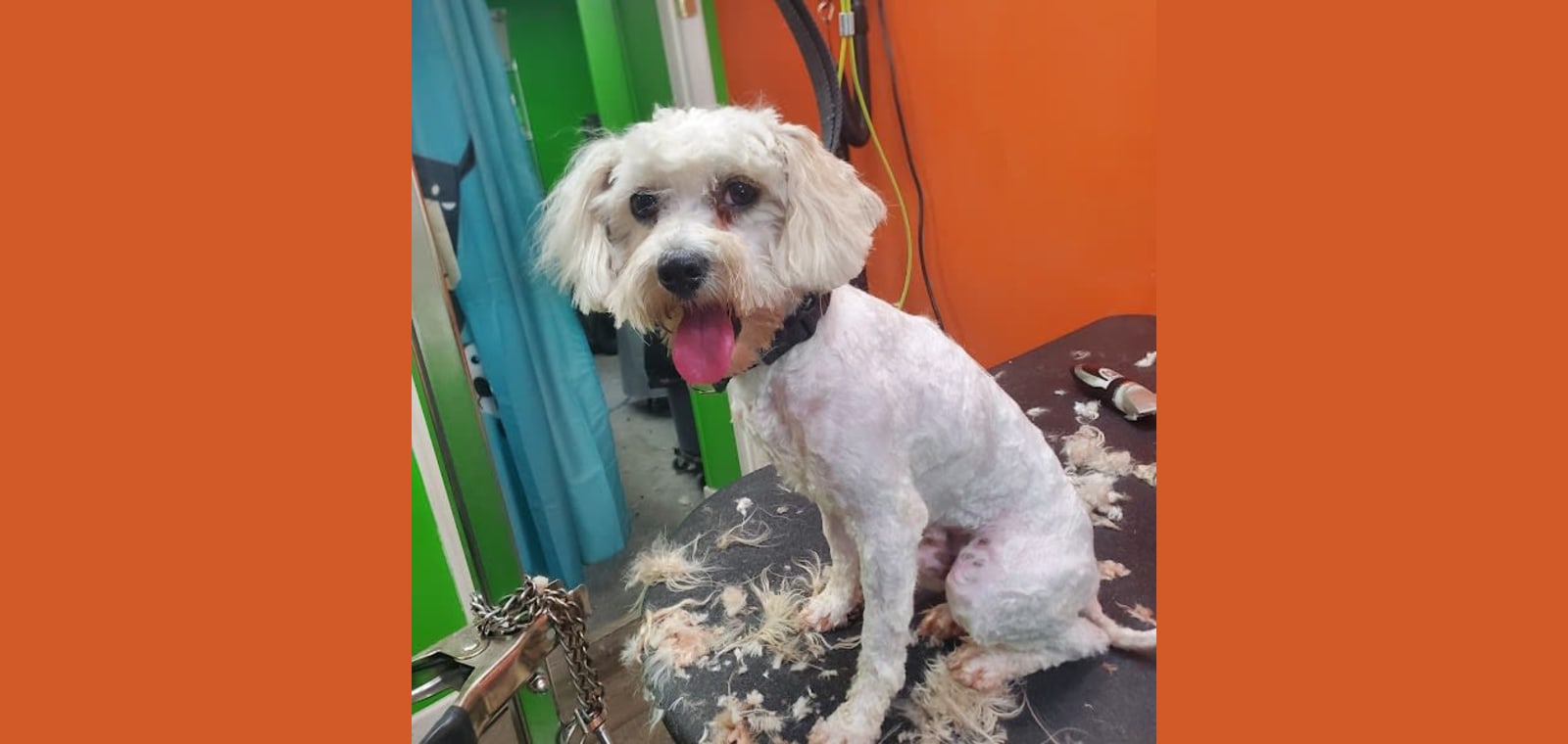 Hi Puppy Grooming — image 1