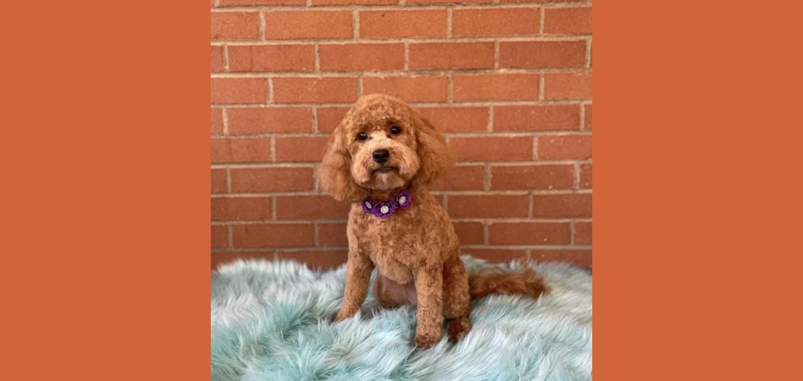 Fluff and Fetch Dog Grooming — image 1