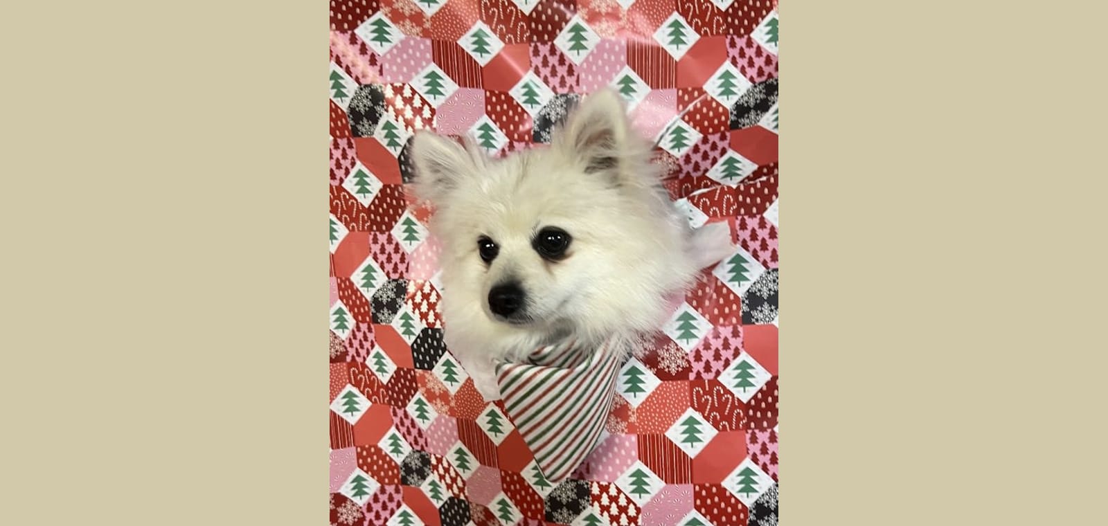 River's Edge Pet Grooming — image 1