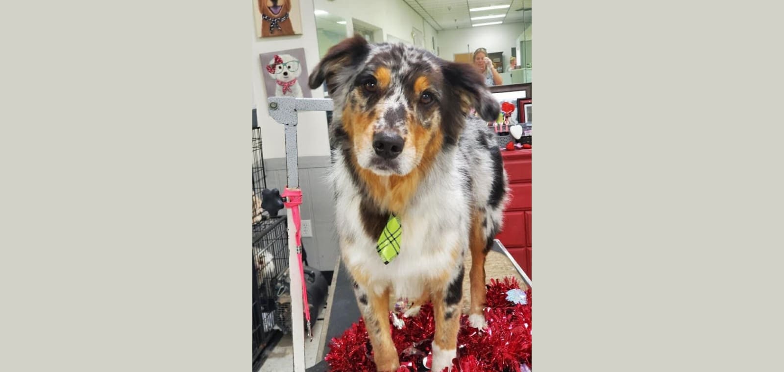 Four Paws Grooming — image 1