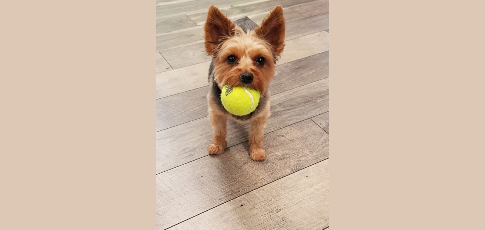 Yappy Campers Pet Salon, Boutique, and Doggie Daycare — image 1