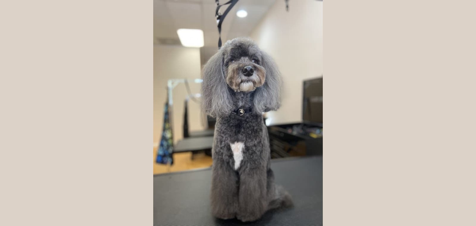 The Paw Spa — image 1