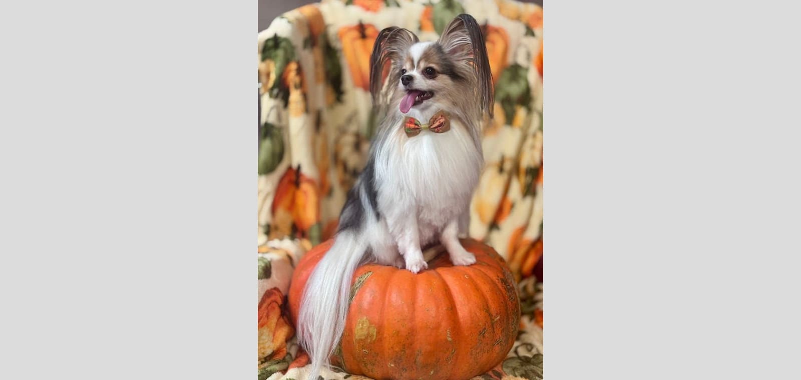 Steph's Bubbles & Bows Pet Grooming & Boutique — image 1