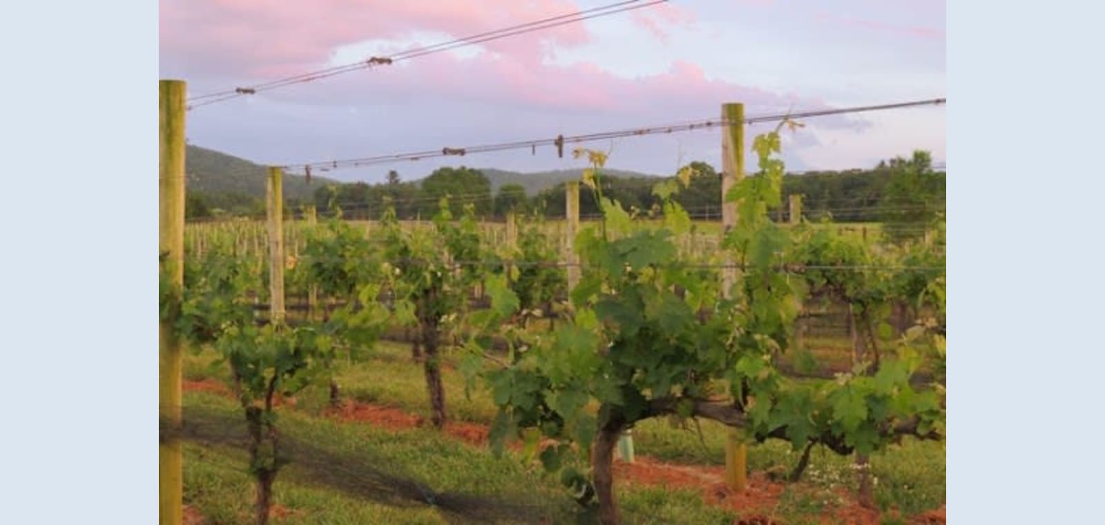 Chestnut Oak Vineyard — image 1