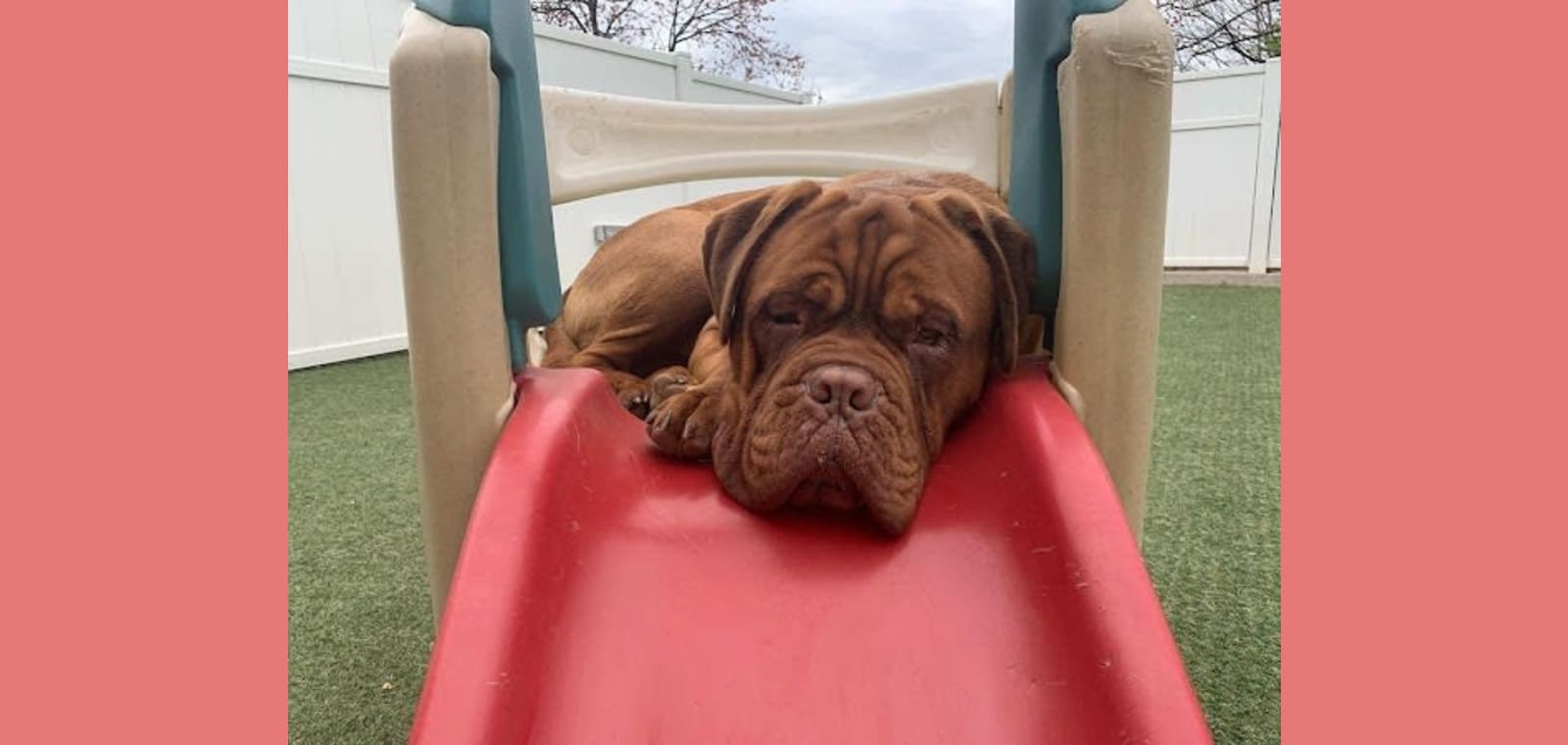 All Things Pawssible — image 1