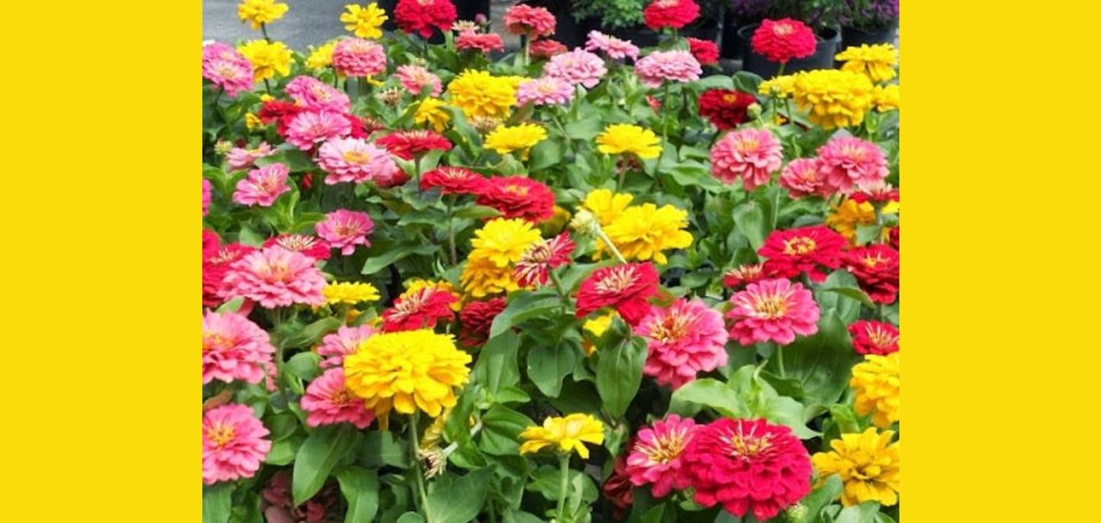 Waynesboro Landscape and Garden Center — image 1