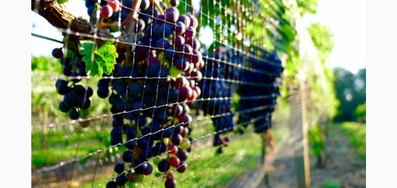 Jefferson Vineyards — image 1