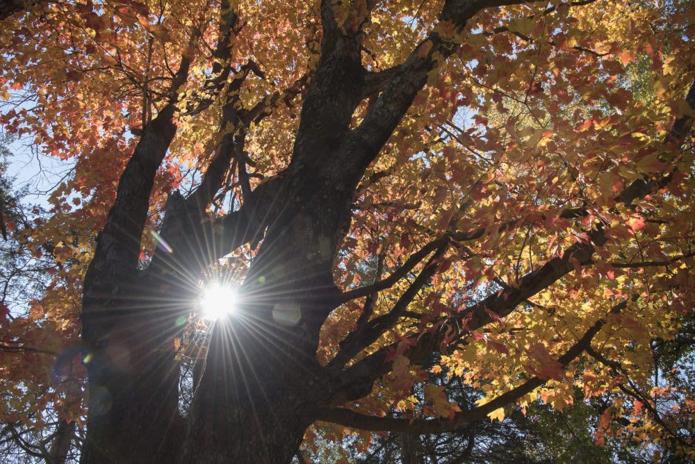 Garden Basics: More Trees, PLEASE!