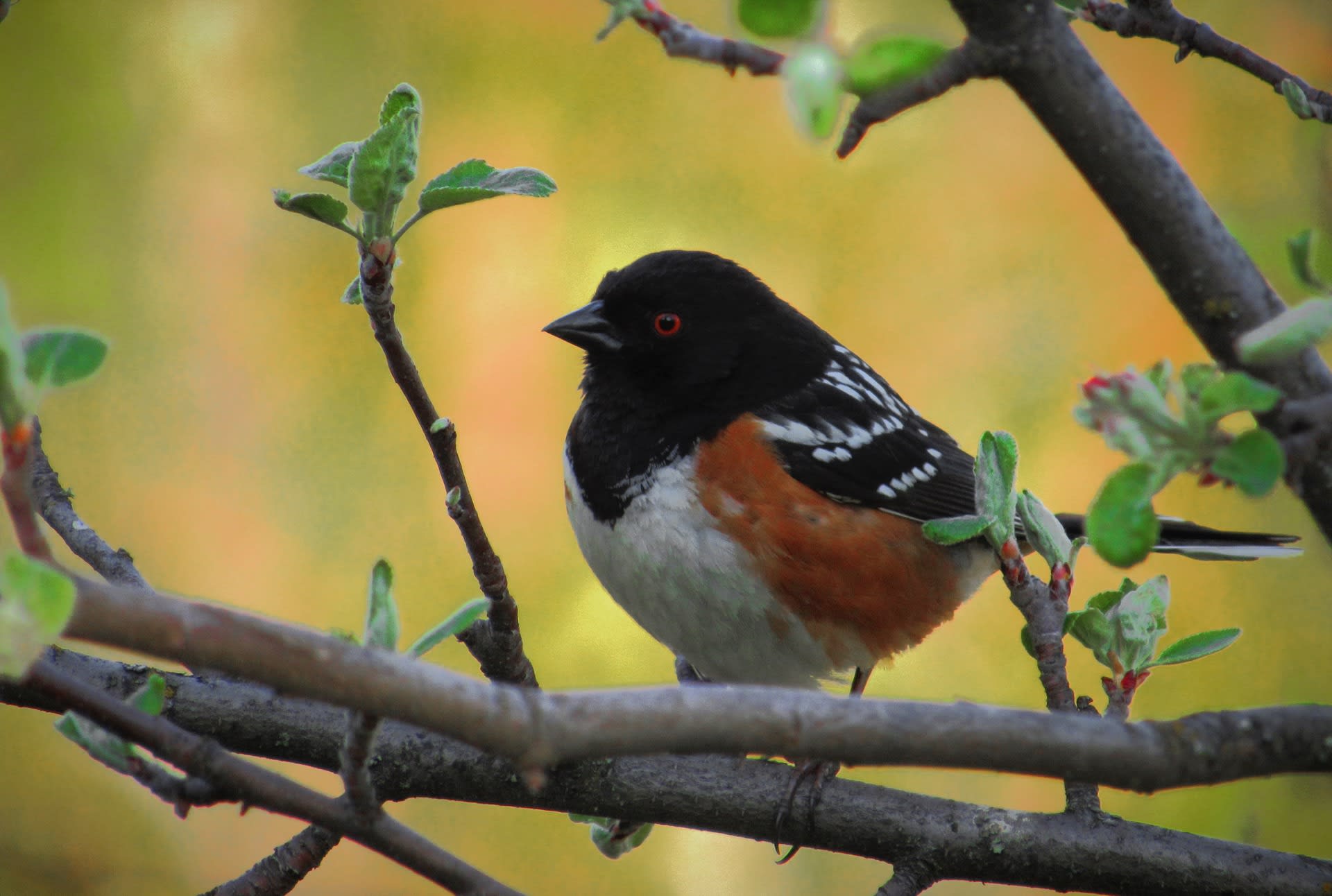 First Saturday Bird Walk