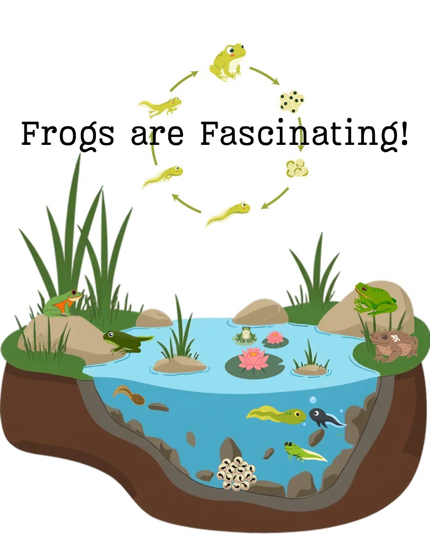 Frogs are Fascinating