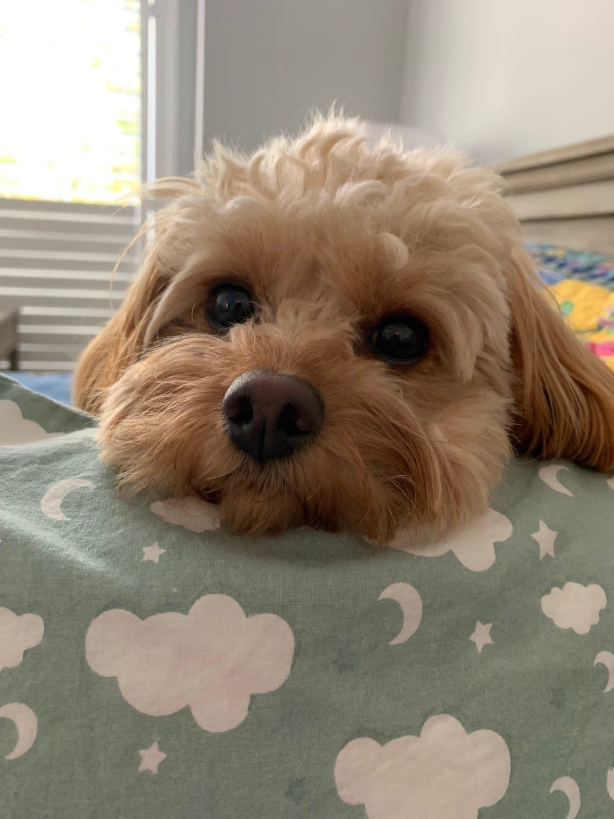 Paws to Read with Piper