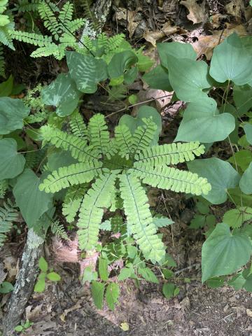 Medicinal Plants with Meg Madden