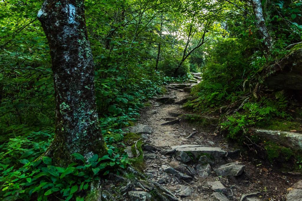 TNFW - Living with Nature at Wintergreen Hike