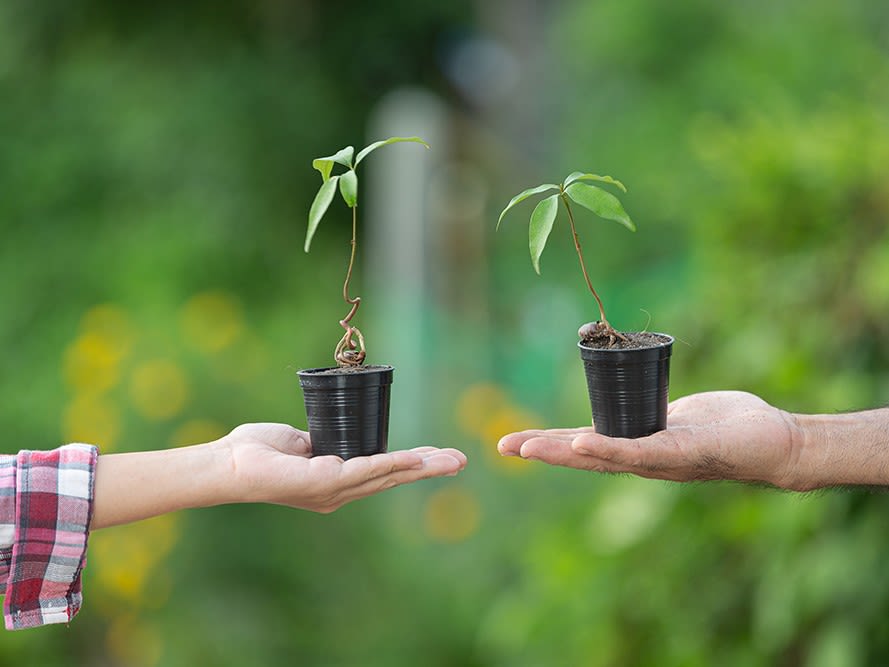Plant Swap at Highland