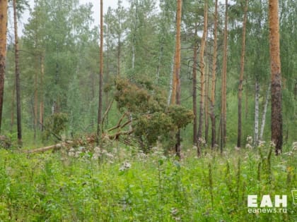 Все свердловские леса будут контролировать из космоса