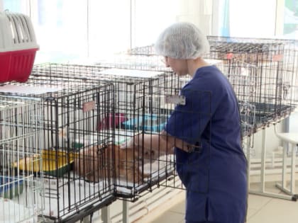 В Екатеринбурге идёт запись на бесплатную стерилизацию домашних животных