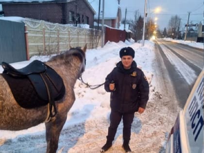 В Екатеринбурге полицейские вернули домой беглую лошадь