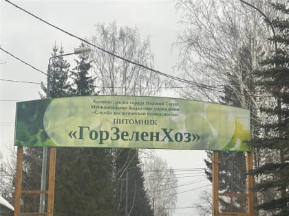 Городской питомник впервые вырастит всю рассаду цветов для клумб Нижнего Тагила