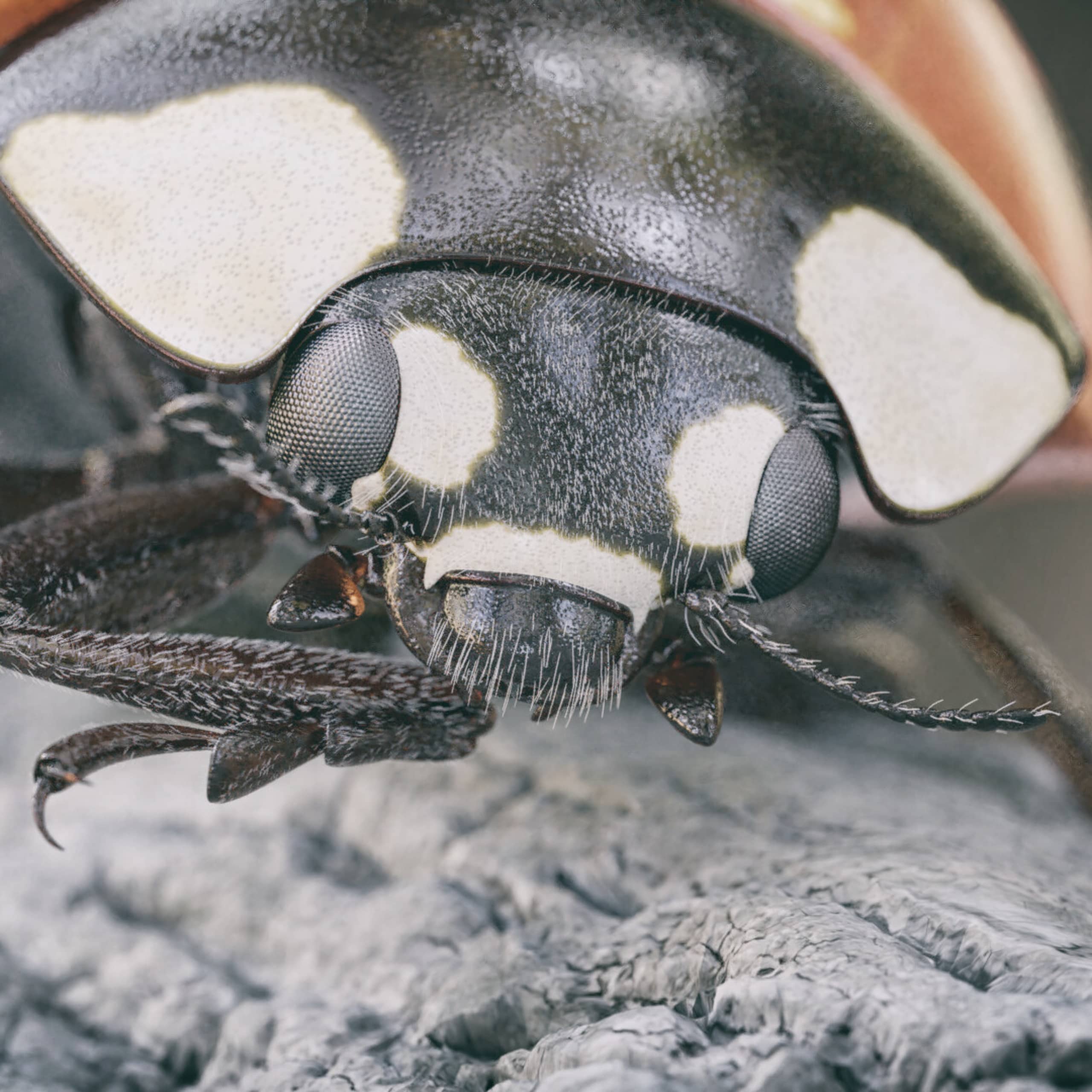 Ladybug