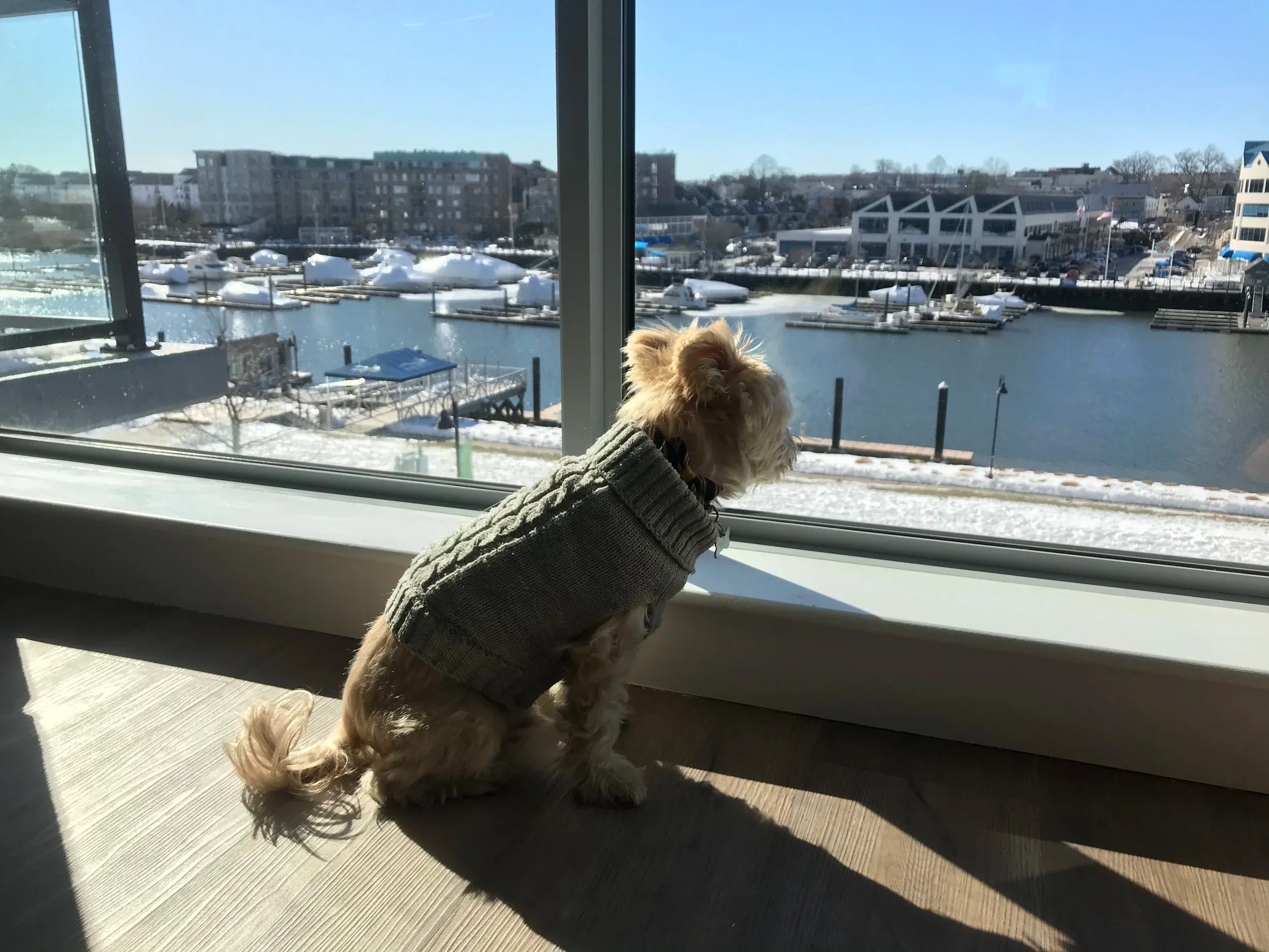 Moving After Pet Loss: What I Didn’t Expect to Feel