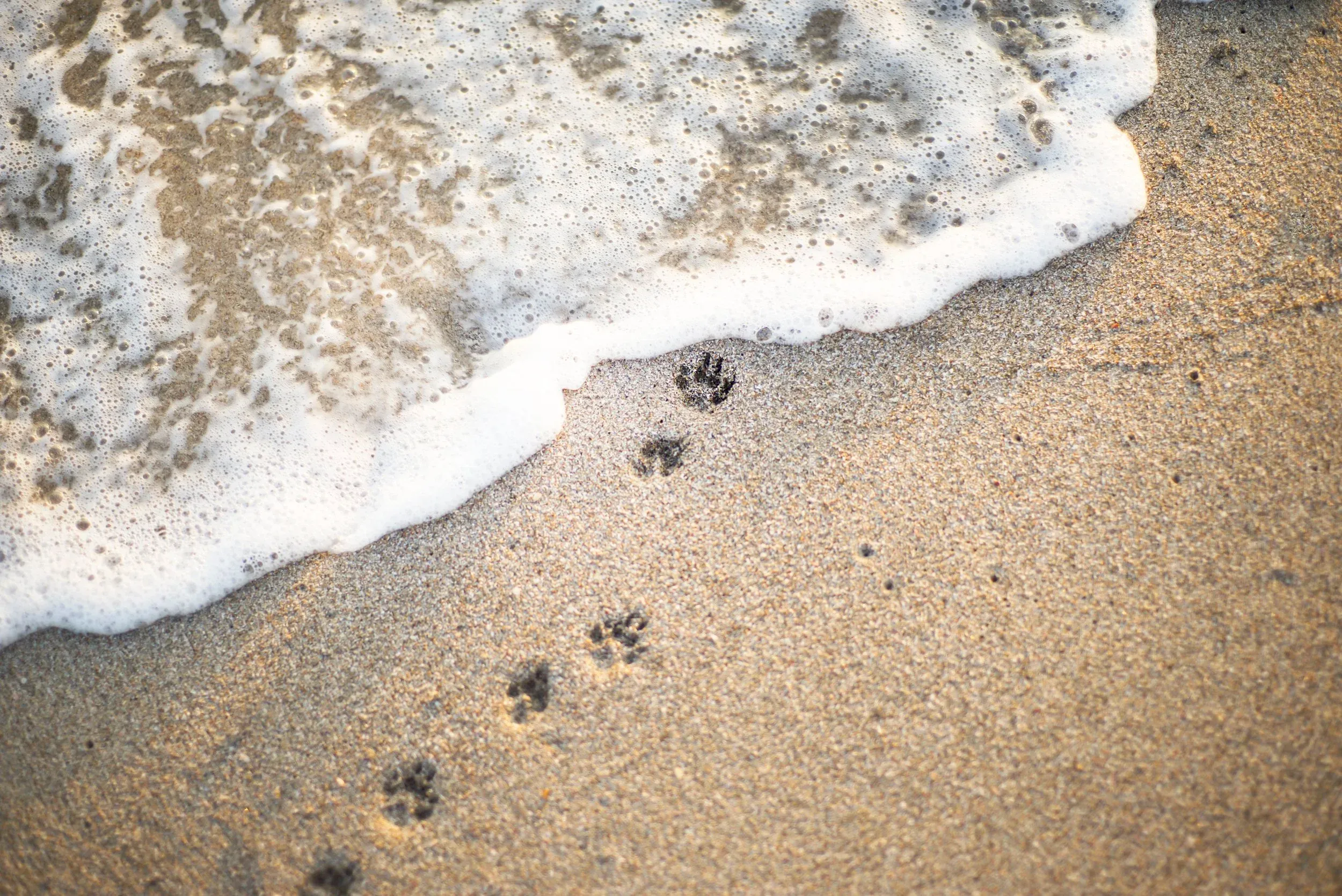 Understanding the Depth of Pet Grief