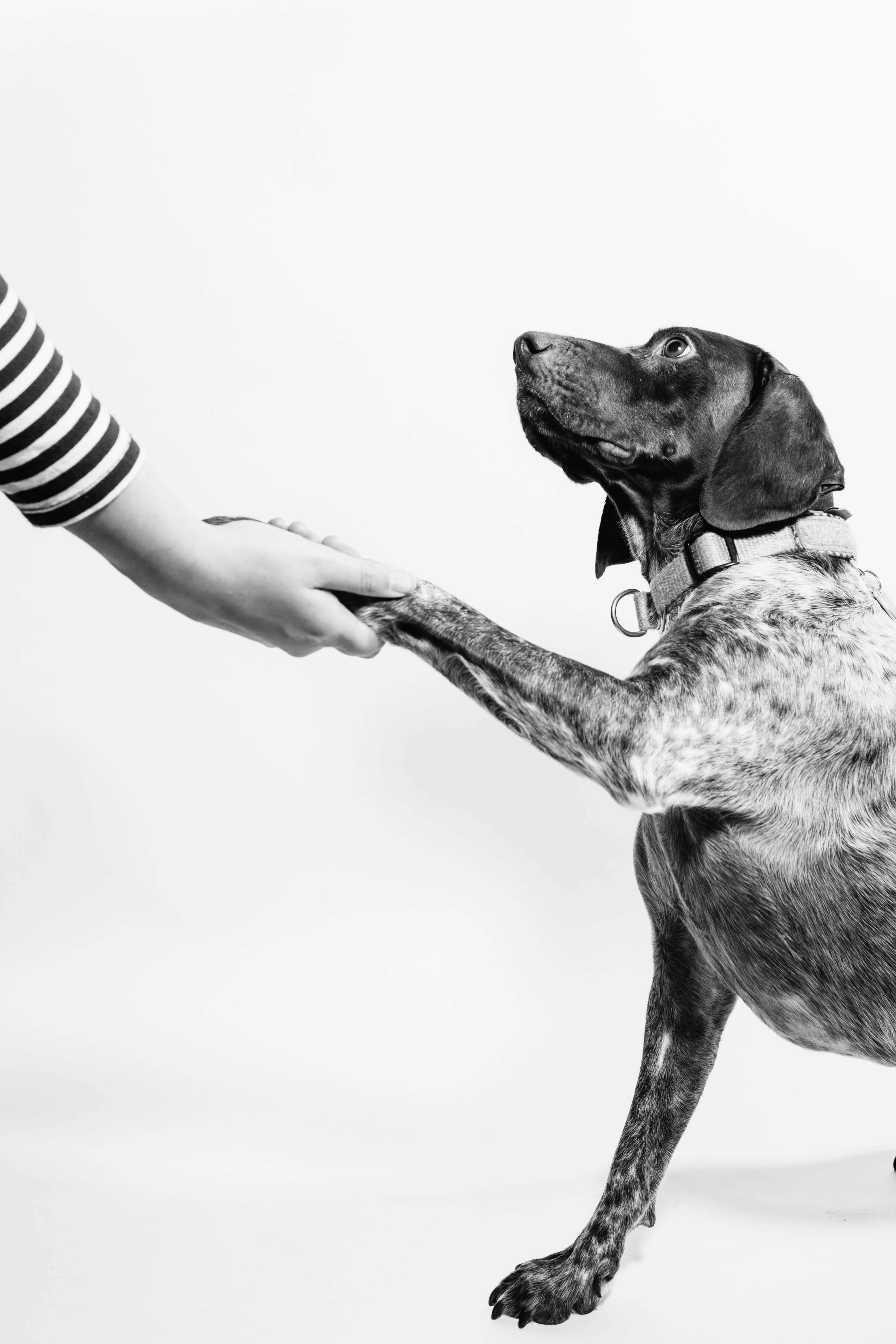 The First 90 Days: A Guide for Pet Loss Grief