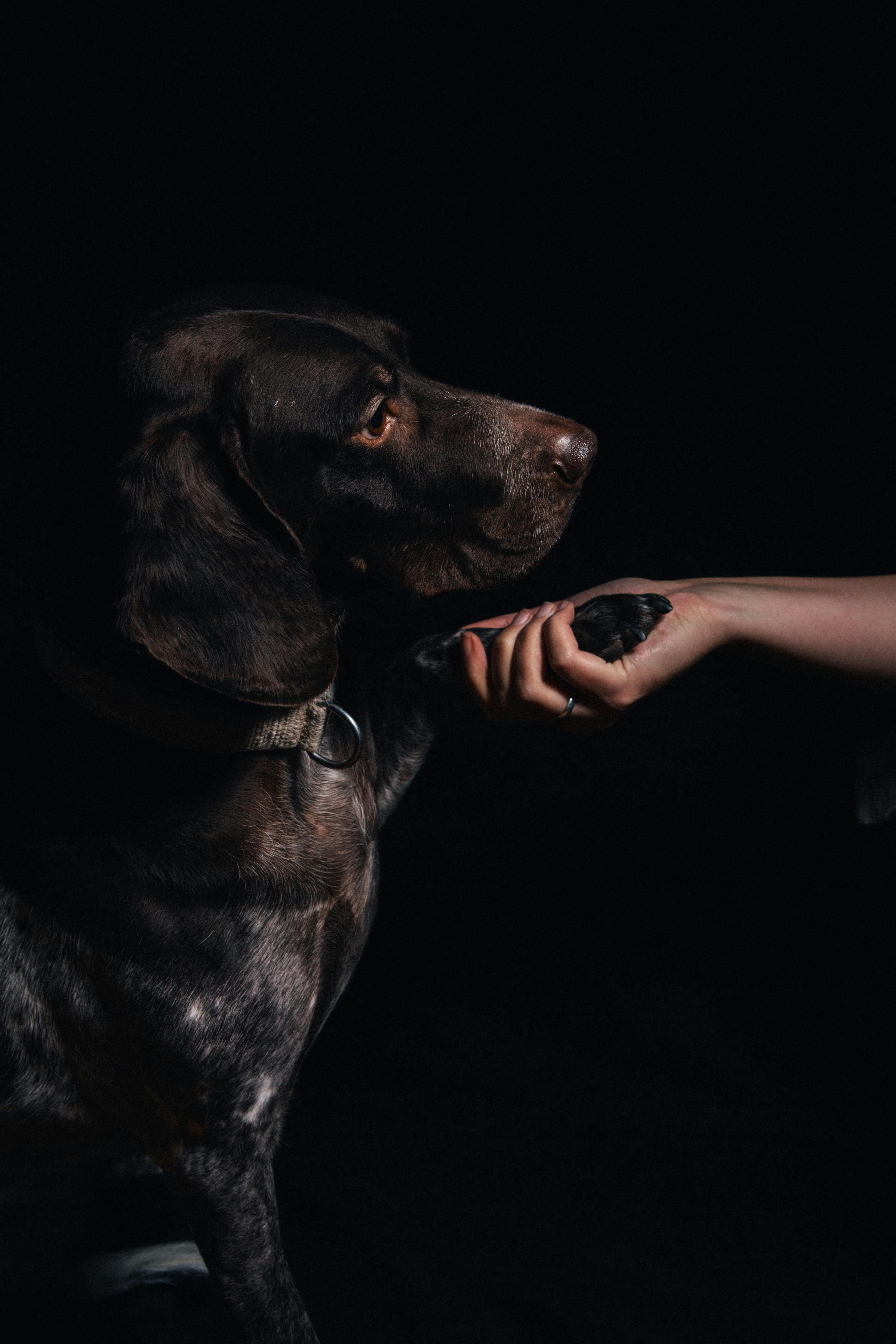 Is Pet Loss Real Grief? Why Your Pain Is Valid (Even If Others Don’t Get It)