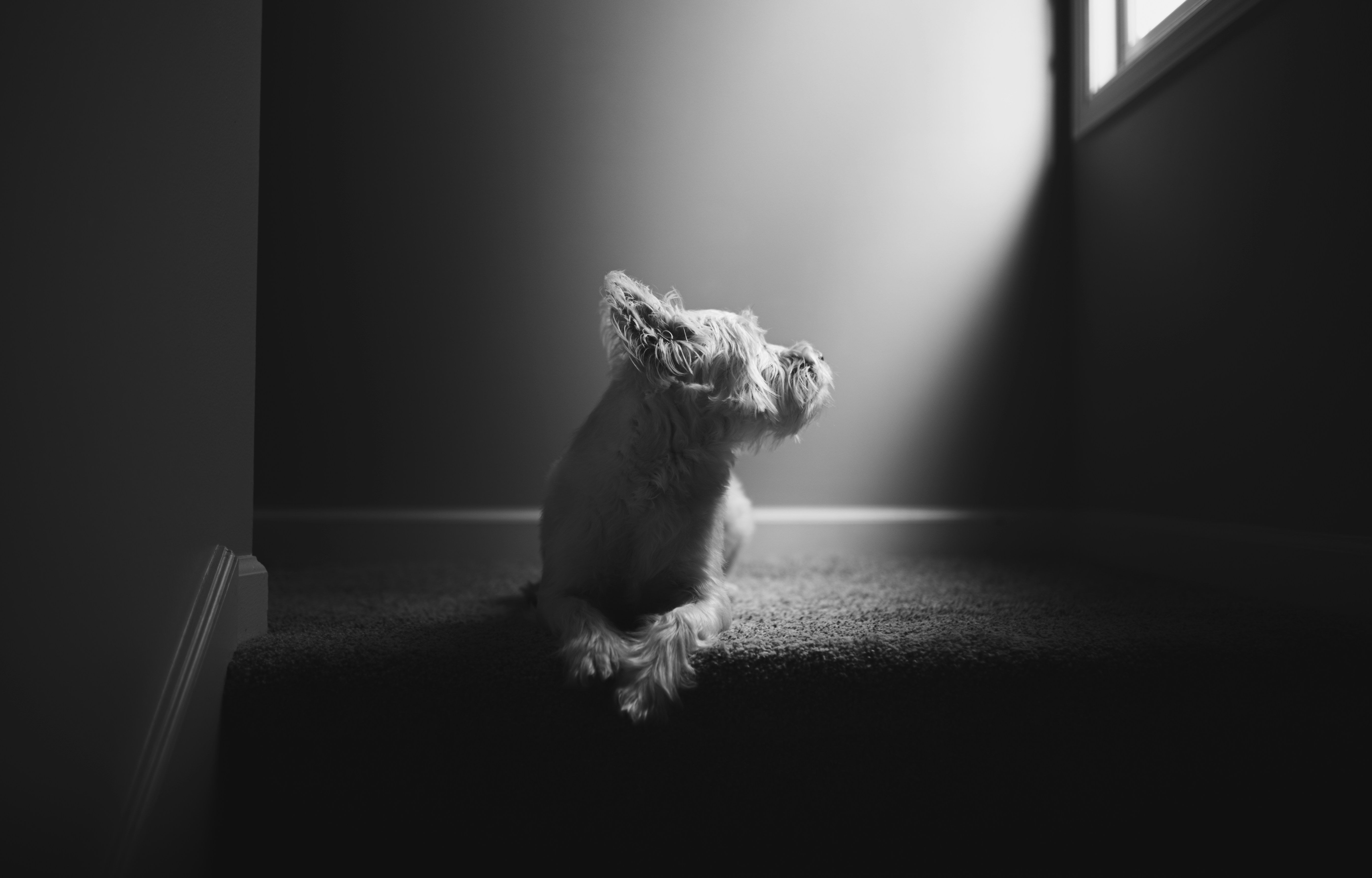 Why Grief Comes Back After Losing a Pet (And Why That’s Normal)