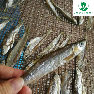 Fish Drying