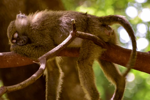 A sleeping monkey