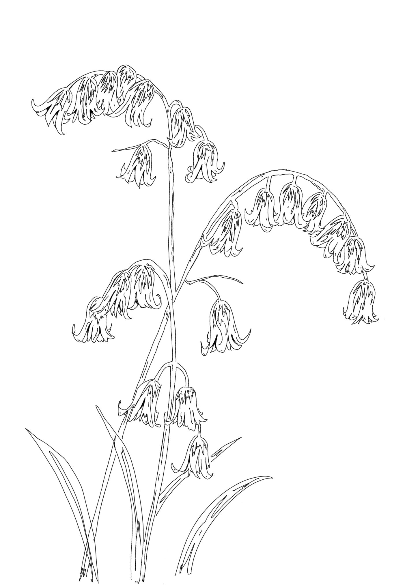 Bluebells