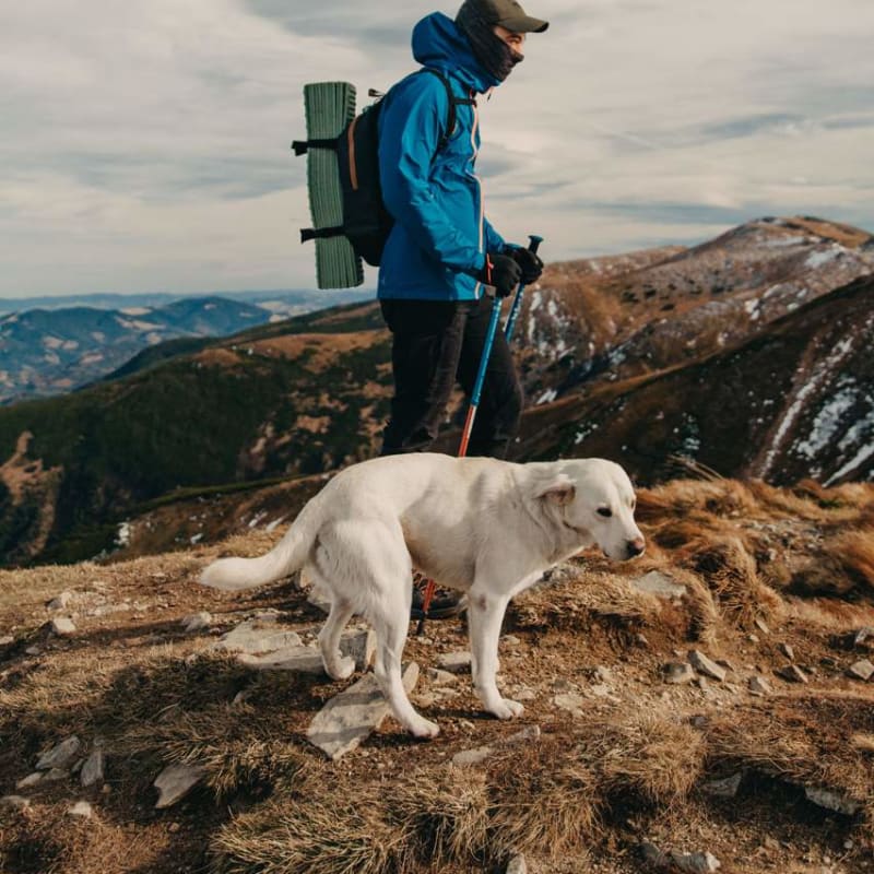 Dog Walking and Drop-in Visits in South Bristol