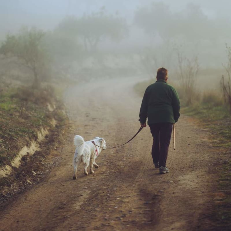 Dog Walking, Sitting and Drop-ins Around North York